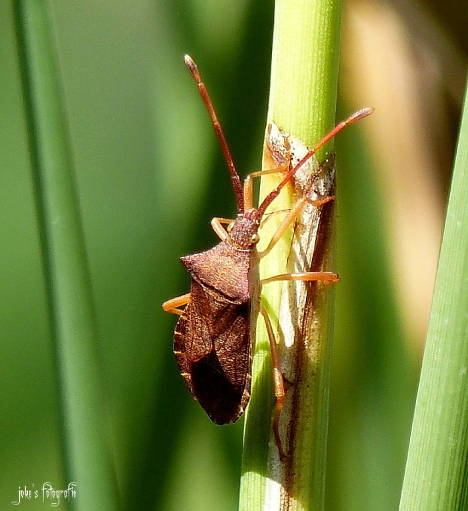 Wat is dit voor insekt.